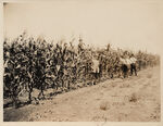 Corn grown on farm of W. W. Tipps Farm Tarrant County Ft. Worth RT 1