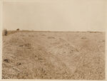 Hay field of W. W. Tipps Farm Tarrant County Ft. Worth RT 1