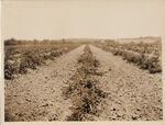 Berry field on farm of Andy Felps Tarrant County Smithfield RT 1