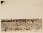 Pecan grove on farm of Andy Felps Tarrant County Smithfield RT 1