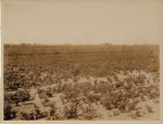 J. A. Evan's Pecan Nursery Tarrant County Arlington RT 5