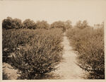 Commercial golden plum orchard of Andy Felps Tarrant County Smithfield RT 1