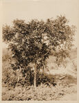 Five year old pecan tree in J. A. Evan's nursery Tarrant County Arlington Rt 5