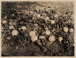 A single vine bearing 21 cantaloupes on farm of W. H. Parker Tarrant County Mansfield, Texas