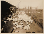 On poultry farm of Mr. Harris Tarrant County Kennedale, Texas