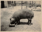 Champion Duroc Jersey gilt bred by Geo. P. Lillard Tarrant County Arlington, Texas