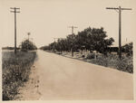 Pecan-lined highway between Ft. Worth and Arlington Tarrant County