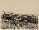 Jersey calves on Marion Sansom's dairy farm Tarrant County Azle Way