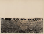 Steers on Marion Sansom's ranch Tarrant County Azle Way