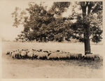 Sheep in shade of native pecan tree on farm of C. C. Peters Tarrant County Ft. Worth RT 1