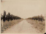 Driveway to C. C. Peters farm entrance bordered with pear trees. Tarrant County Ft. Worth RT 1