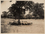 Group of sheep under shade of native tree on lawn of J. T. Oglesby Tarrant County Smithfield, Texas