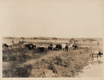 Few of the shorthorn cattle show herd of Louie Brown Tarrant County Smithfield, Texas