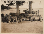 Group of hand fed Jersey calves on W.L. Trimble Farm Tarrant County Smithfield, Texas