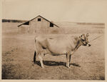 Jersey cow of W. L. Trimble's show herd Tarrant County Smithfield, Texas