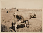 Jersey cow on W. L. Trimble's farm showing wonderful mammary development Smithfield, Texas, Tarrant County