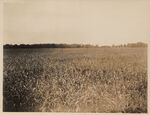 Silage crop (red top cane) on W. L. Trimble Farm, Tarrant County Smithfield, Texas