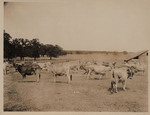 Small portion of dairy herd on W. L. Trimble Farm, Tarrant County Smithfield, Texas