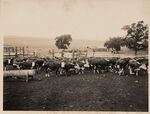 Herd of registered hereford cattle on Mark Hovencamp Ranch Tarrant County Keller, Texas