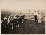 Registered calves on the Mark Hovencamp Ranch Tarrant County Keller, Texas