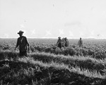 Workers from Mexico are rounded up by the Border Patrol out of the fields where they were working in south Texas