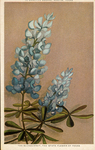 Postcard: Bluebonnet