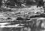 Trinity River survey