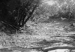Trinity River survey
