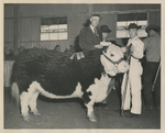 Livestock Show Photograph