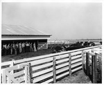 Arlington State College (A. S. C.) farm