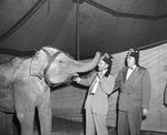 Two unidenfitied men from Shrine Club with an elephant at Gainesville Circus by W. D. Smith