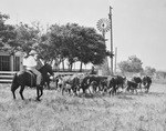 A cowboy herding cattle and passing a windmill by W. D. Smith