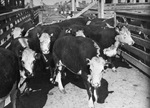 Cattle in a stockyard by W. D. Smith