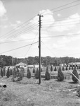 Electrical lines along a row of cedar bushes by W. D. Smith