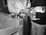 Vaccinating a chicken by W. D. Smith