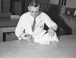 Vaccinating a rabbit by W. D. Smith