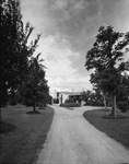 Tree lined road leading to house by W. D. Smith