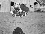 Cows and calves by W. D. Smith