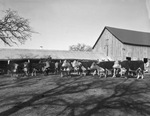 Cows in barn by W. D. Smith