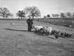 Man feeding livestock by W. D. Smith