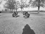 Turkeys by W. D. Smith