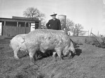 Man feeding livestock by W. D. Smith