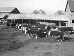 Cows in barn by W. D. Smith