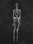 Human skeleton by W. D. Smith