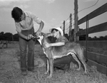 Two young men feeding pill to a dog by W. D. Smith