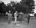 Animal vaccination by W. D. Smith