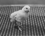 Baby chick by W. D. Smith