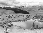 Cattle grazing and drinking from pond by W. D. Smith