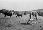 Longhorn cattle grazing by W. D. Smith