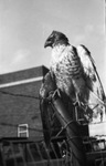 A hawk standing on a metal perch by W. D. Smith